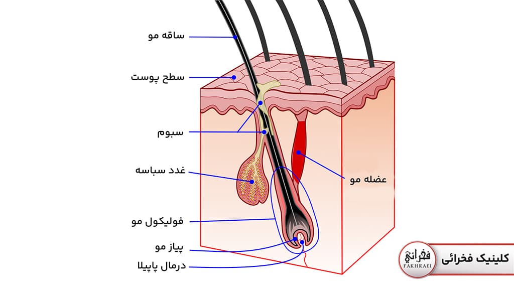 ساختار ریش در انسان