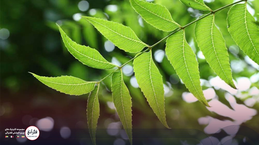 درمان‌ شوره سر با برگ حنا