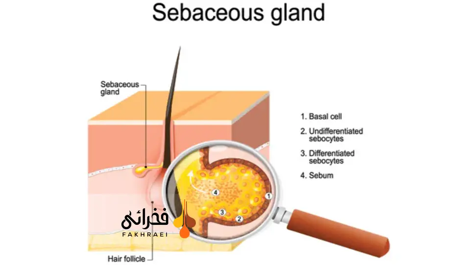 غدد سباسه چیست
