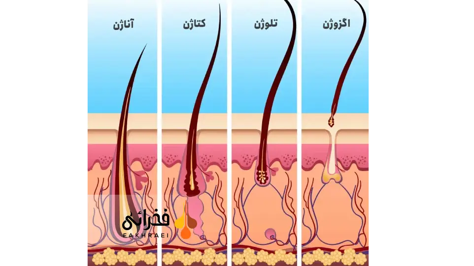 فاز اگزوژن مو چیست؟