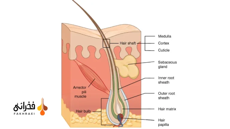 ماتریکس مو (Hair Matrix) چیست؟